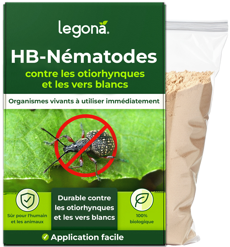 Nématodes HB contre les otiorhynques et les vers blancs