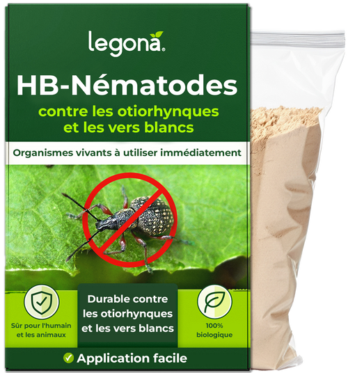 Nématodes HB contre les otiorhynques et les vers blancs