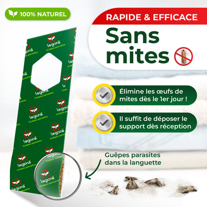 Trichogrammes anti-mites textiles