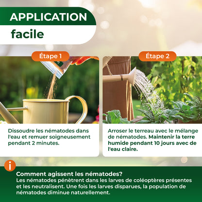 Nématodes HB contre les otiorhynques et les vers blancs