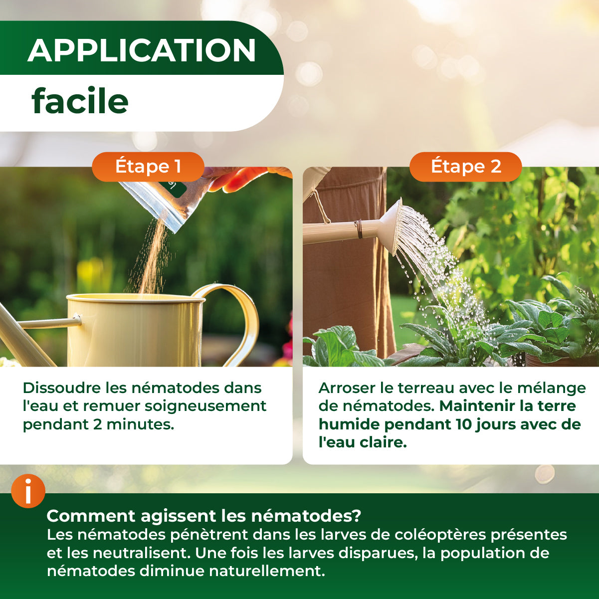 Instructions en deux étapes pour appliquer des nématodes: dissoudre dans l'eau et remuer 2 minutes, puis arroser le terreau et maintenir humide 10 jours.